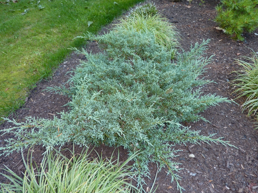 Juniperus chinensis 