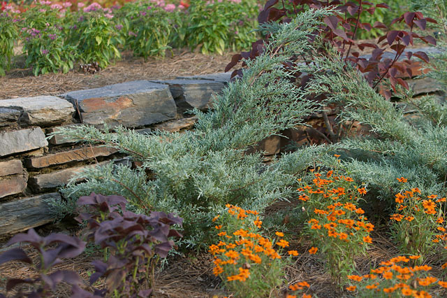 Juniperus chinensis 