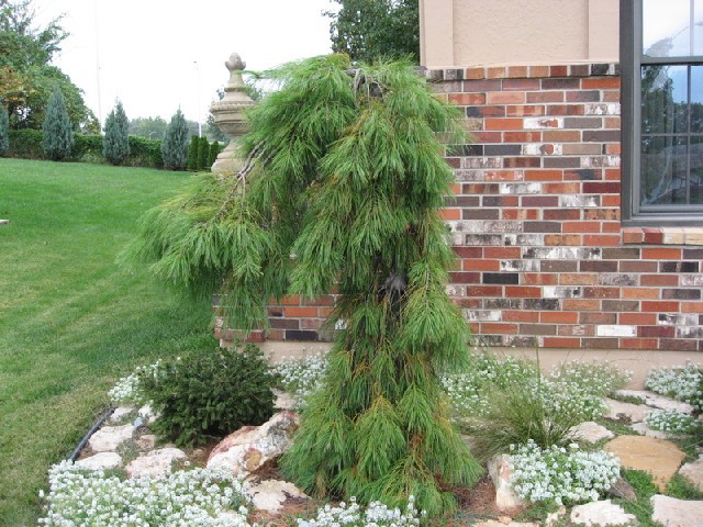 Pinus strobus 