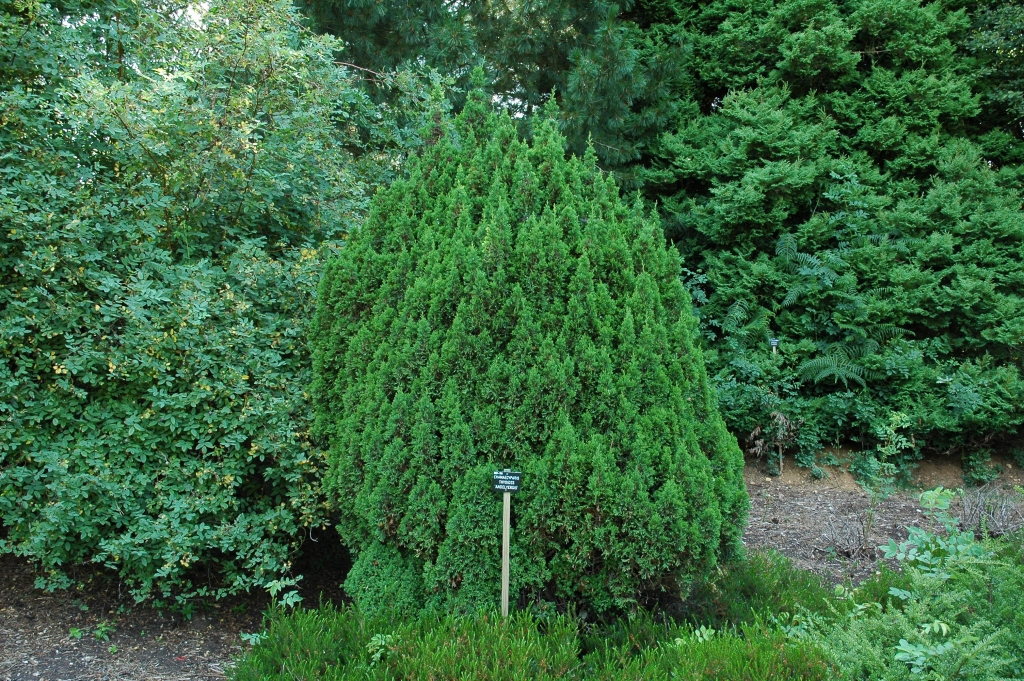 Chamaecyparis thyoides 