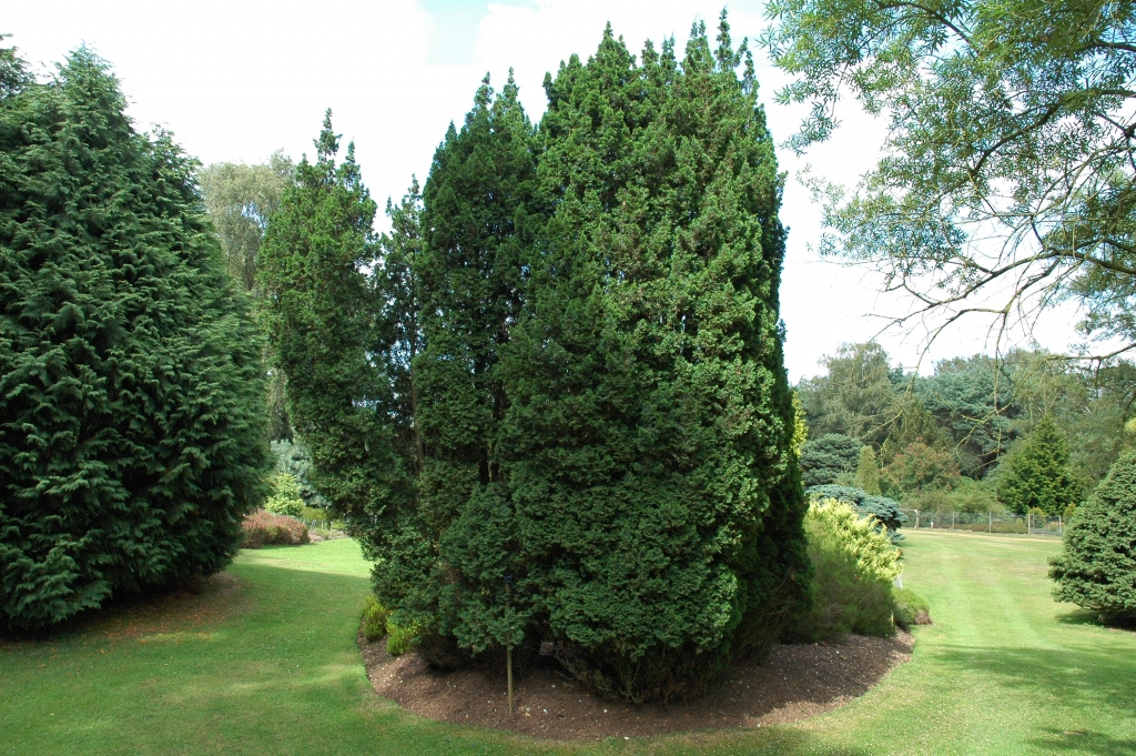 Chamaecyparis thyoides 