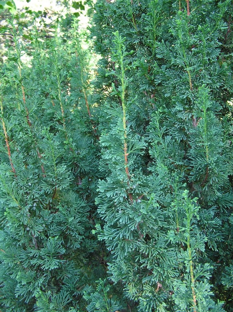 Chamaecyparis thyoides 