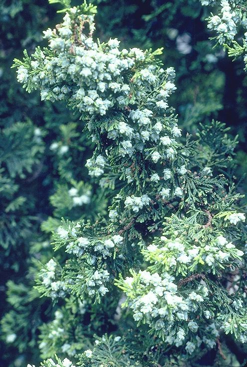 Chamaecyparis thyoides 