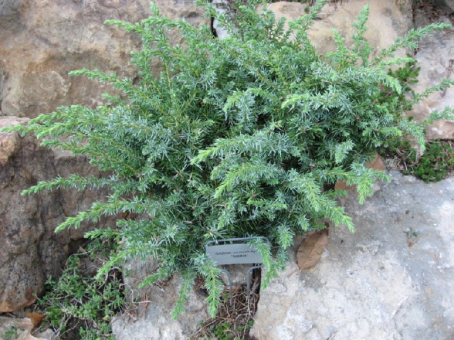Juniperus communis 