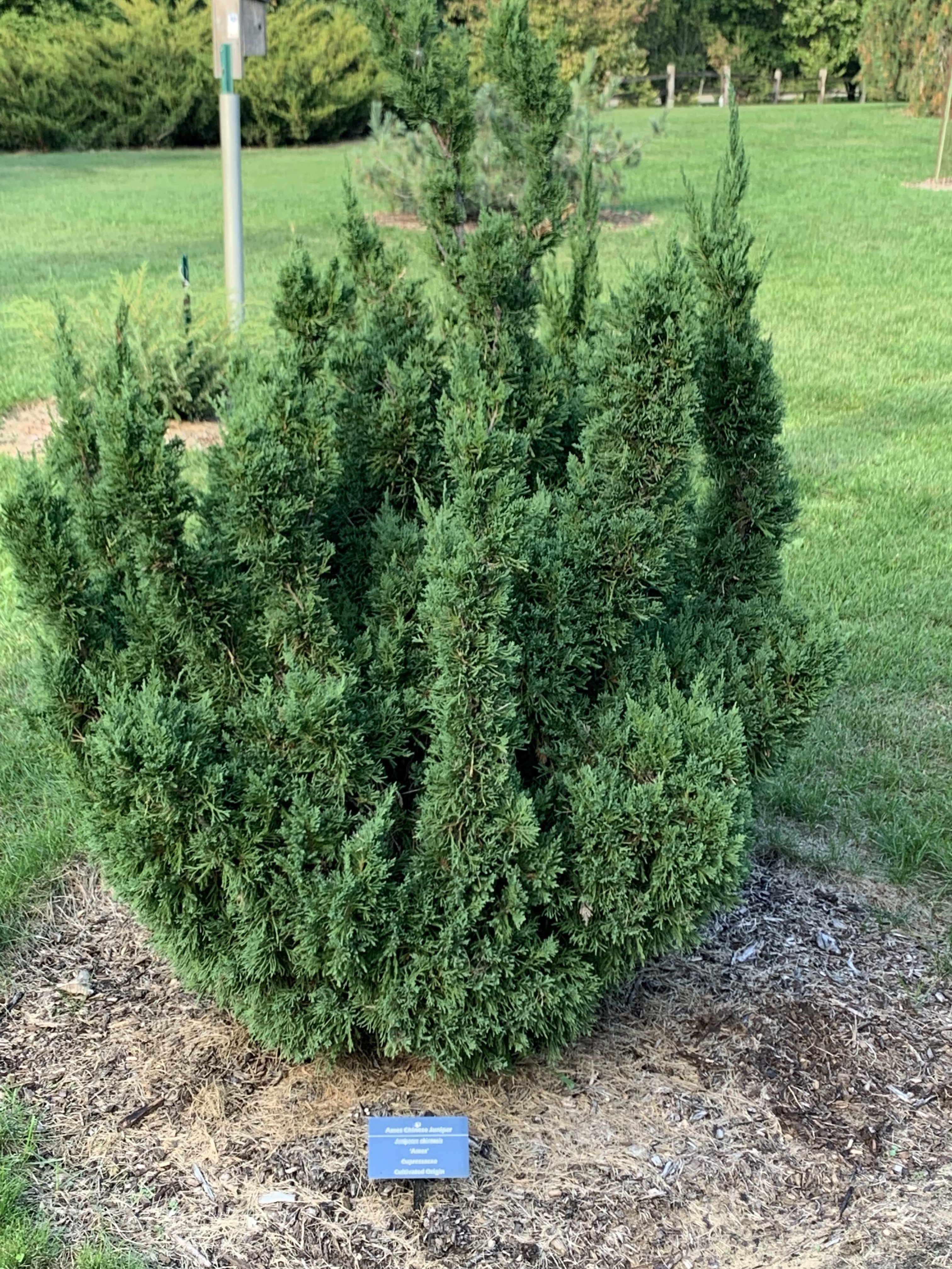 Juniperus chinensis 