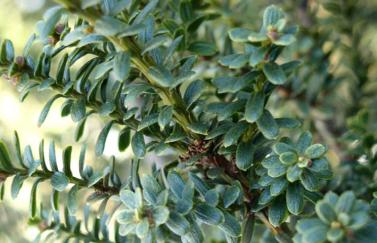 Taxus cuspidata 