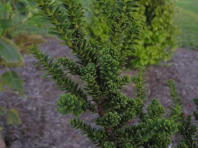 Taxus cuspidata 