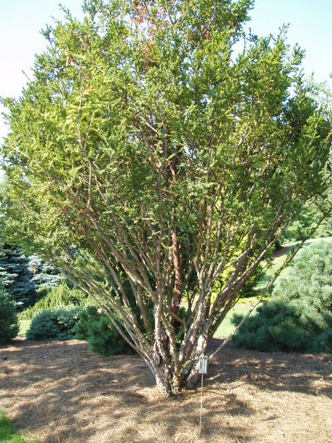 Taxus cuspidata 