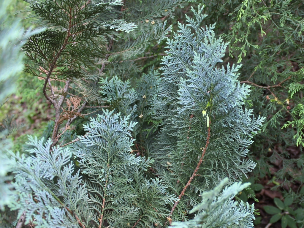 Chamaecyparis lawsoniana 