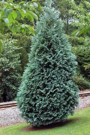 Chamaecyparis lawsoniana 