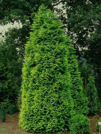 Chamaecyparis lawsoniana 