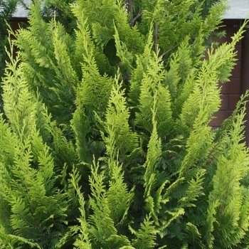 Chamaecyparis lawsoniana 