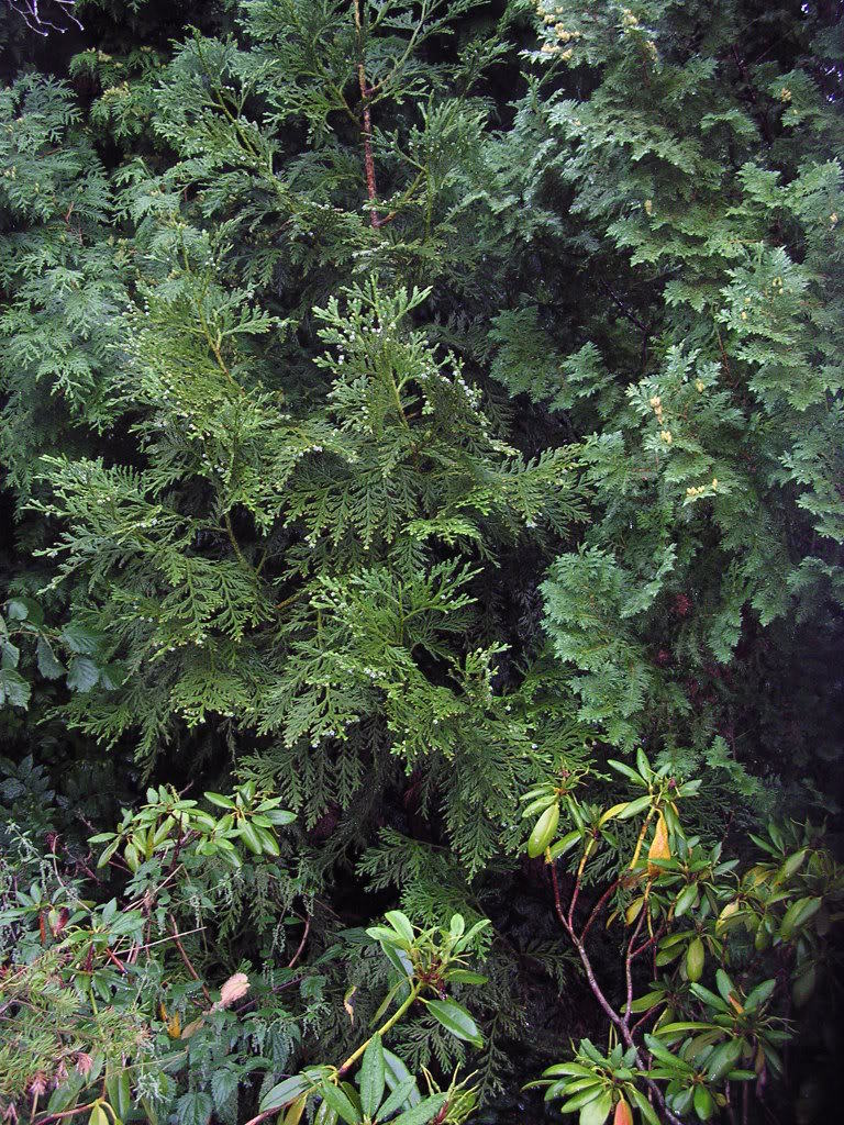 Thujopsis dolabrata 