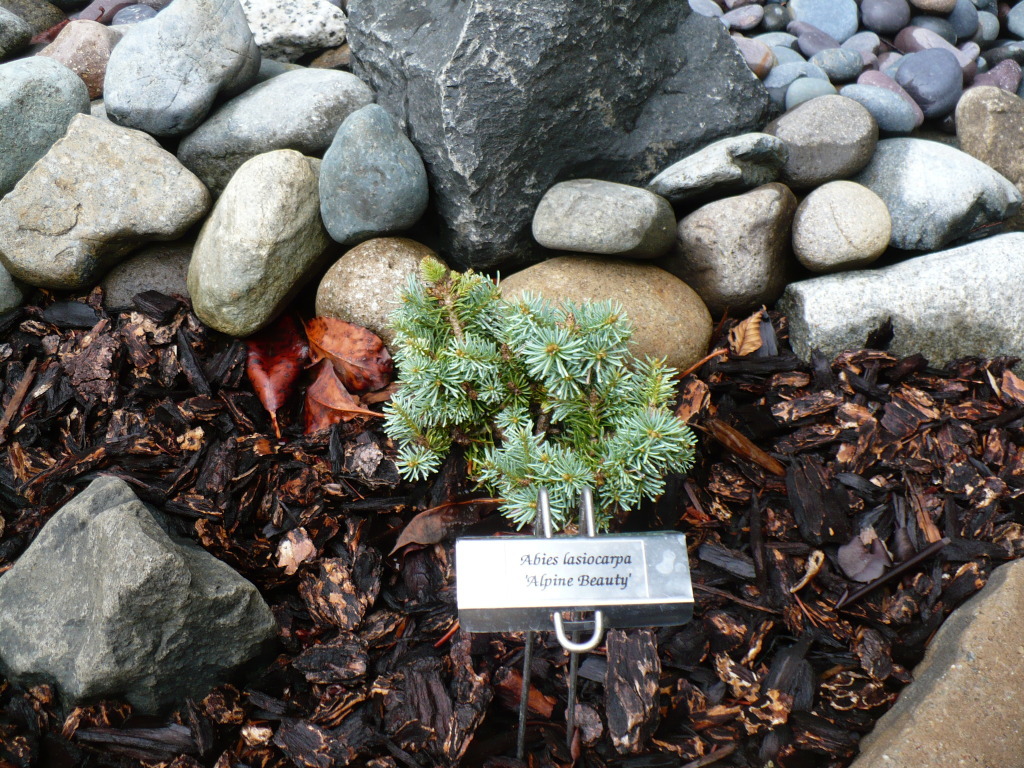 Abies lasiocarpa 