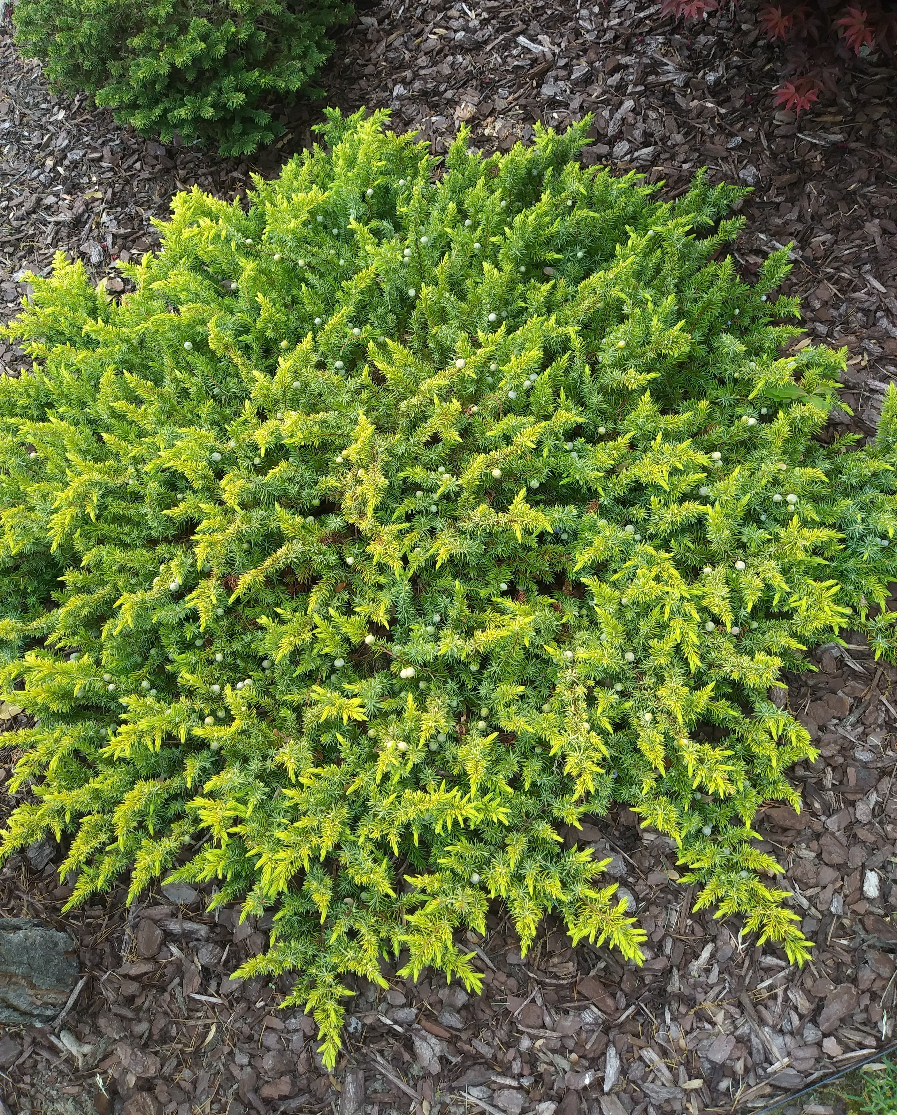 Juniperus conferta 