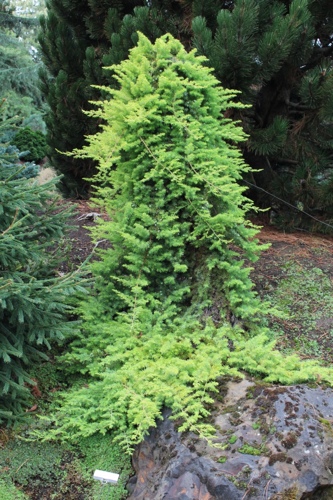 Juniperus conferta 