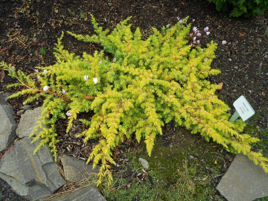Juniperus conferta 