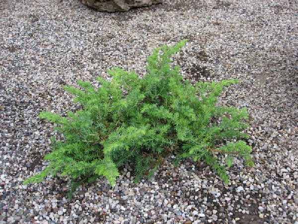Juniperus conferta 