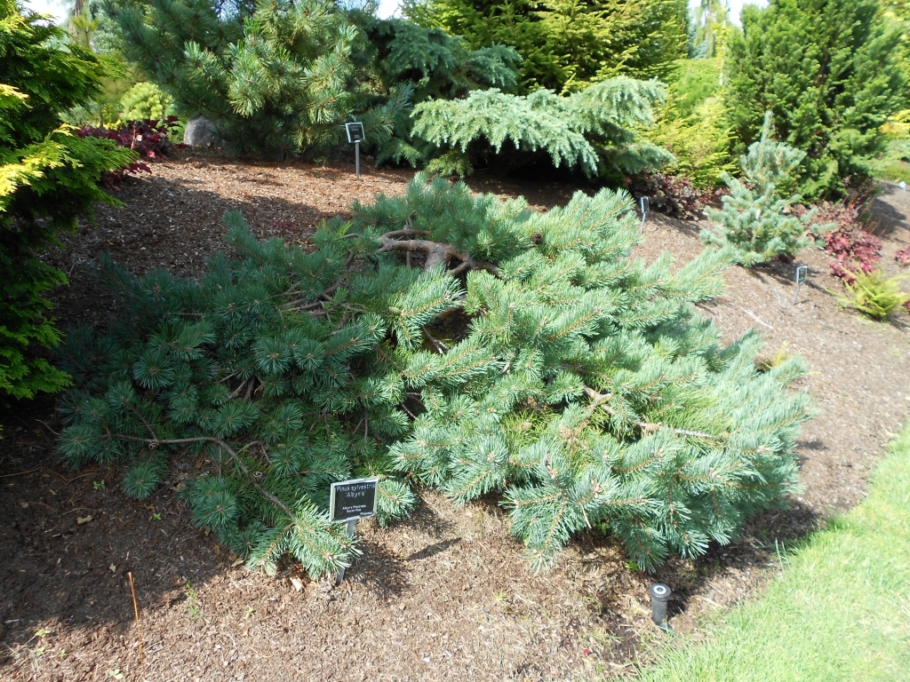 Pinus sylvestris 