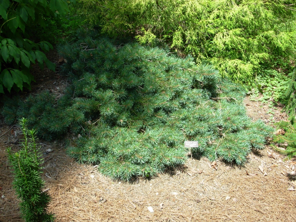 Pinus sylvestris 