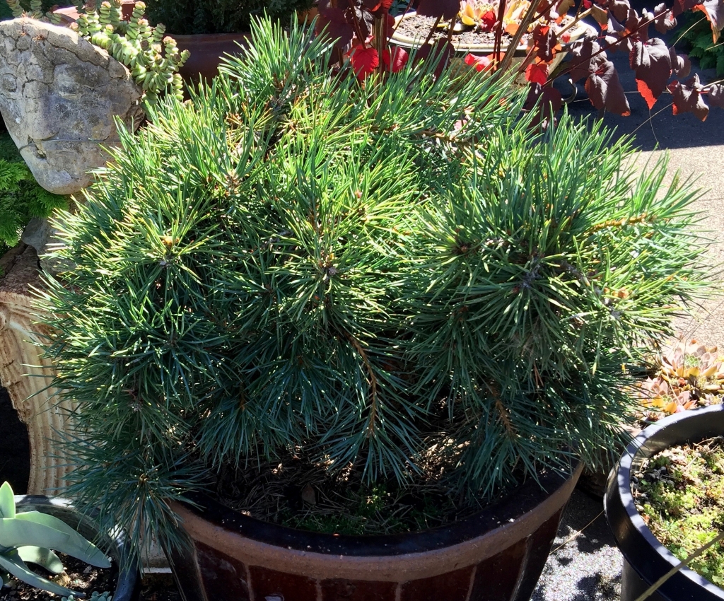 Pinus sylvestris 