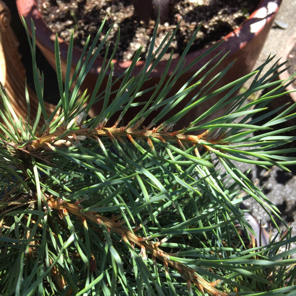 Pinus sylvestris 