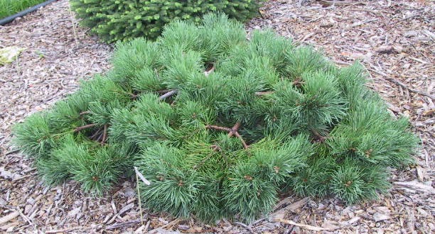 Pinus sylvestris 