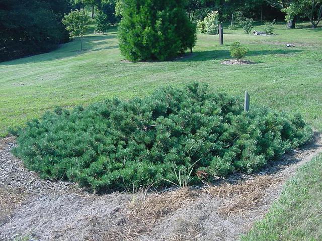 Pinus sylvestris 