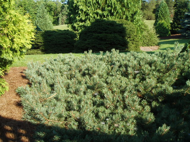 Pinus sylvestris 