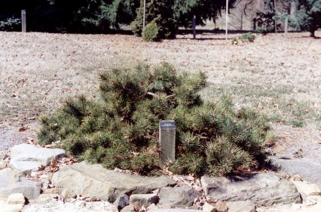 Pinus sylvestris 