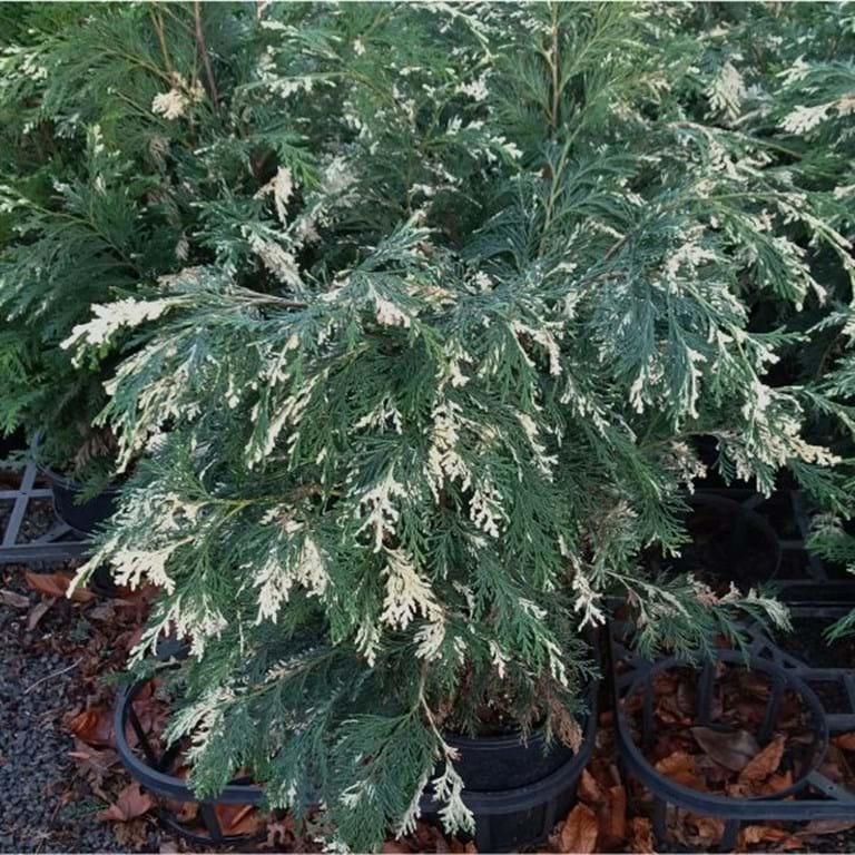Chamaecyparis lawsoniana 