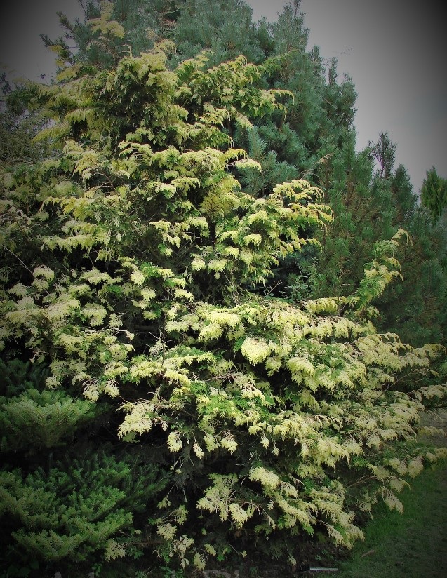 Chamaecyparis obtusa 