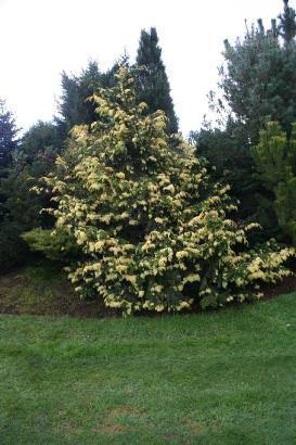 Chamaecyparis obtusa 