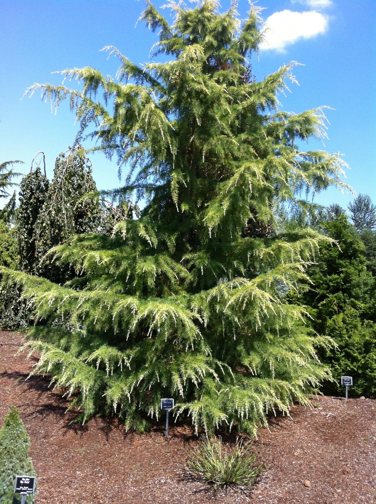 Cedrus deodara 