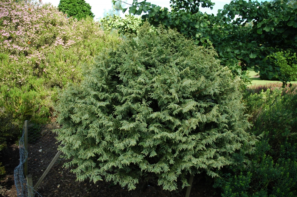 Chamaecyparis obtusa 