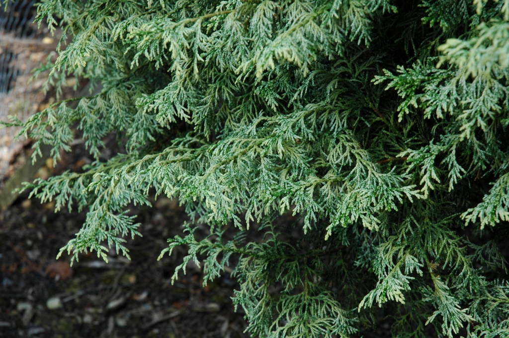 Chamaecyparis obtusa 