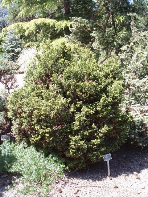 Chamaecyparis obtusa 