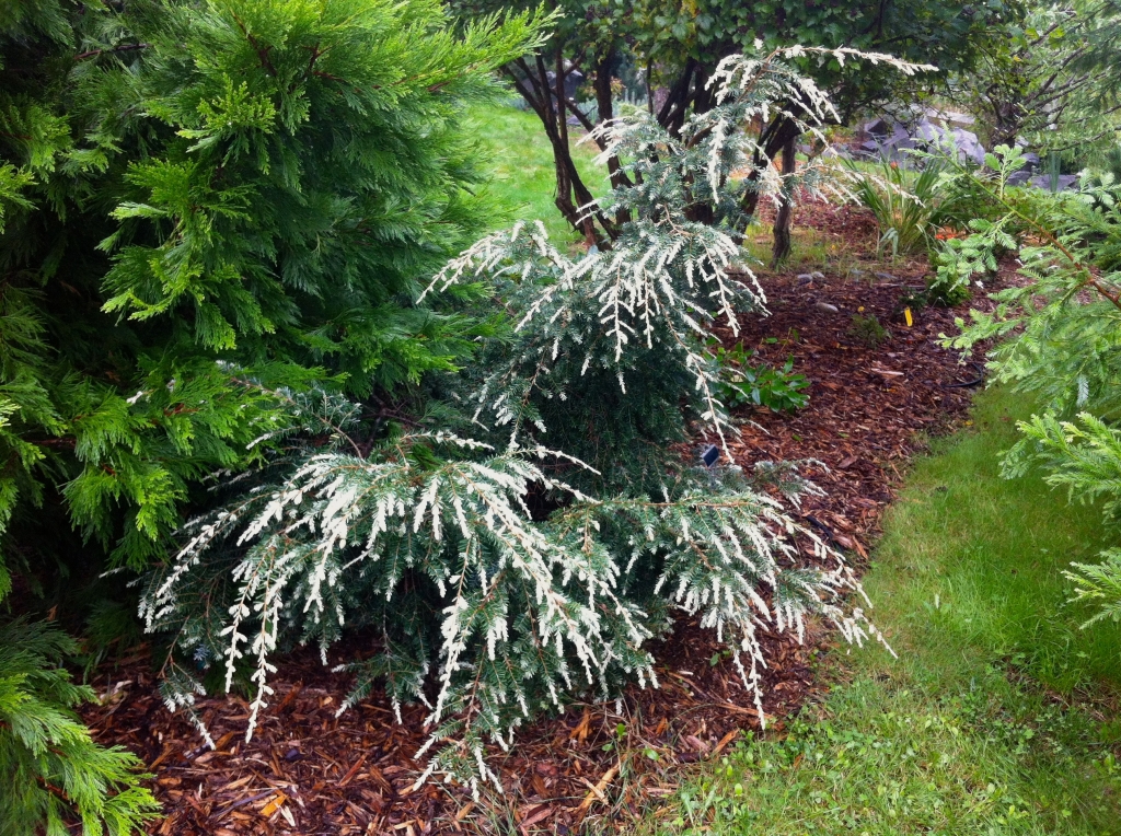 Tsuga canadensis 