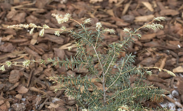 Tsuga canadensis 
