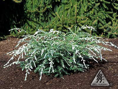 Tsuga canadensis 