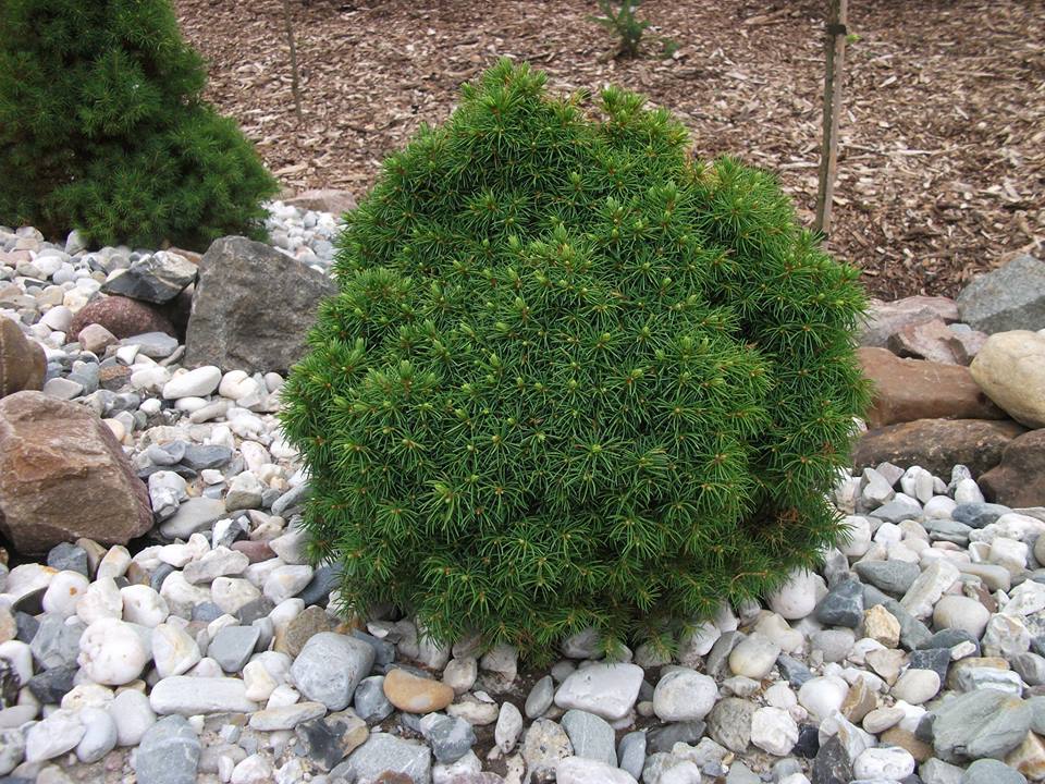 Picea glauca 