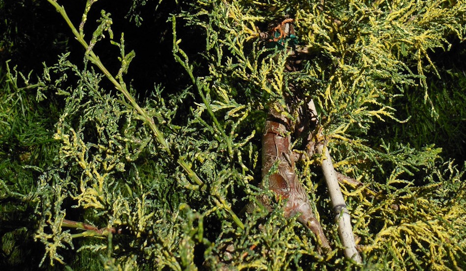 Chamaecyparis obtusa 