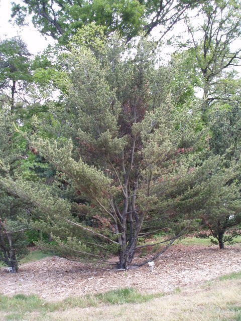 Pinus parviflora 