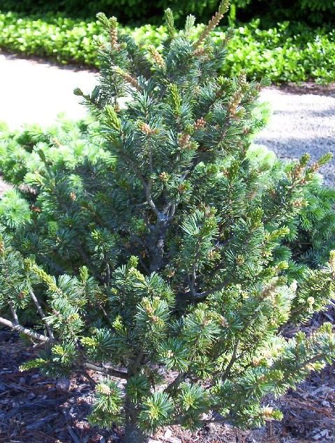 Pinus parviflora 
