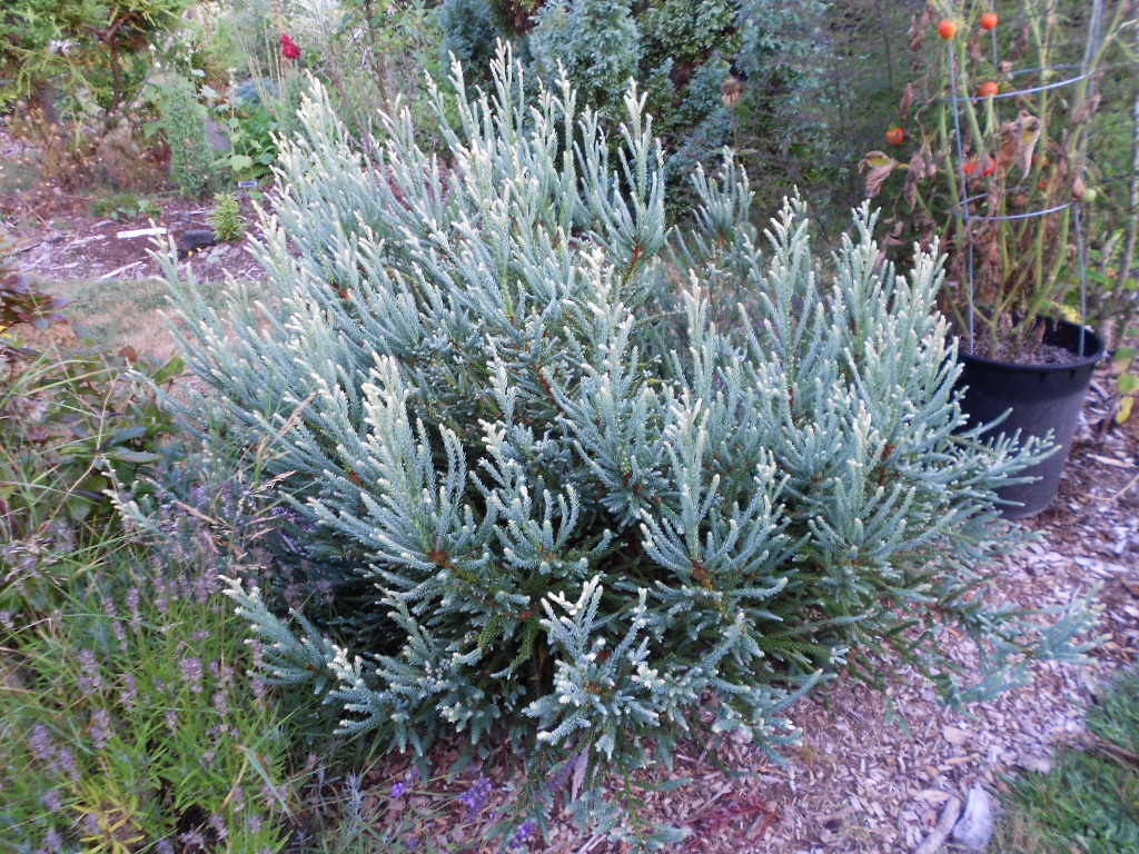Sequoia sempervirens 