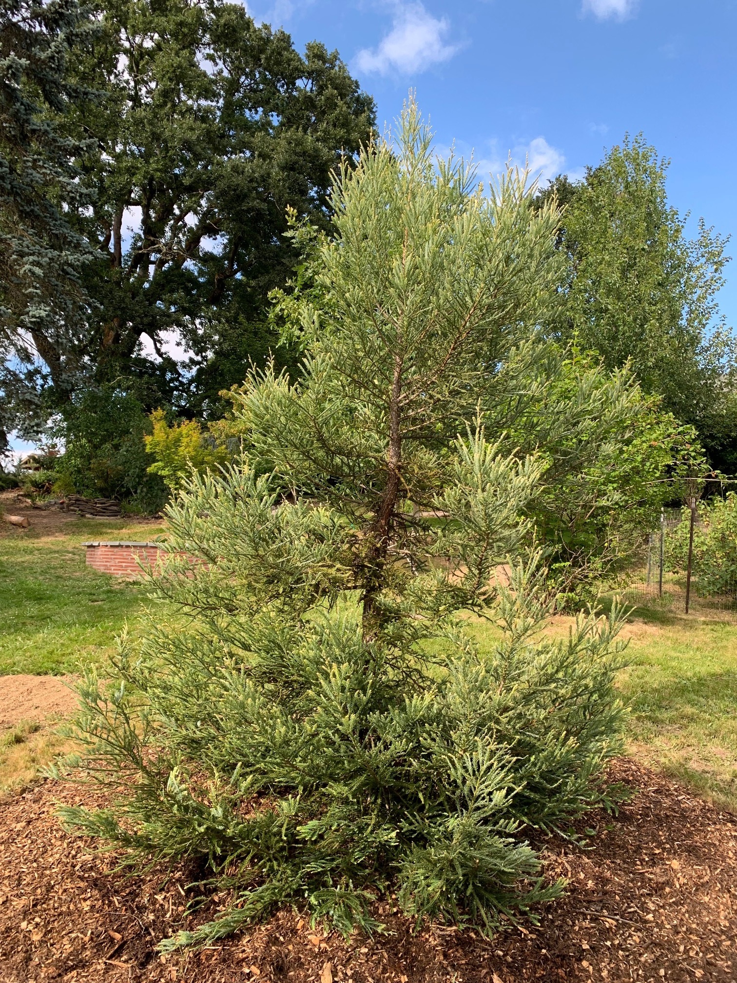 Sequoia sempervirens 