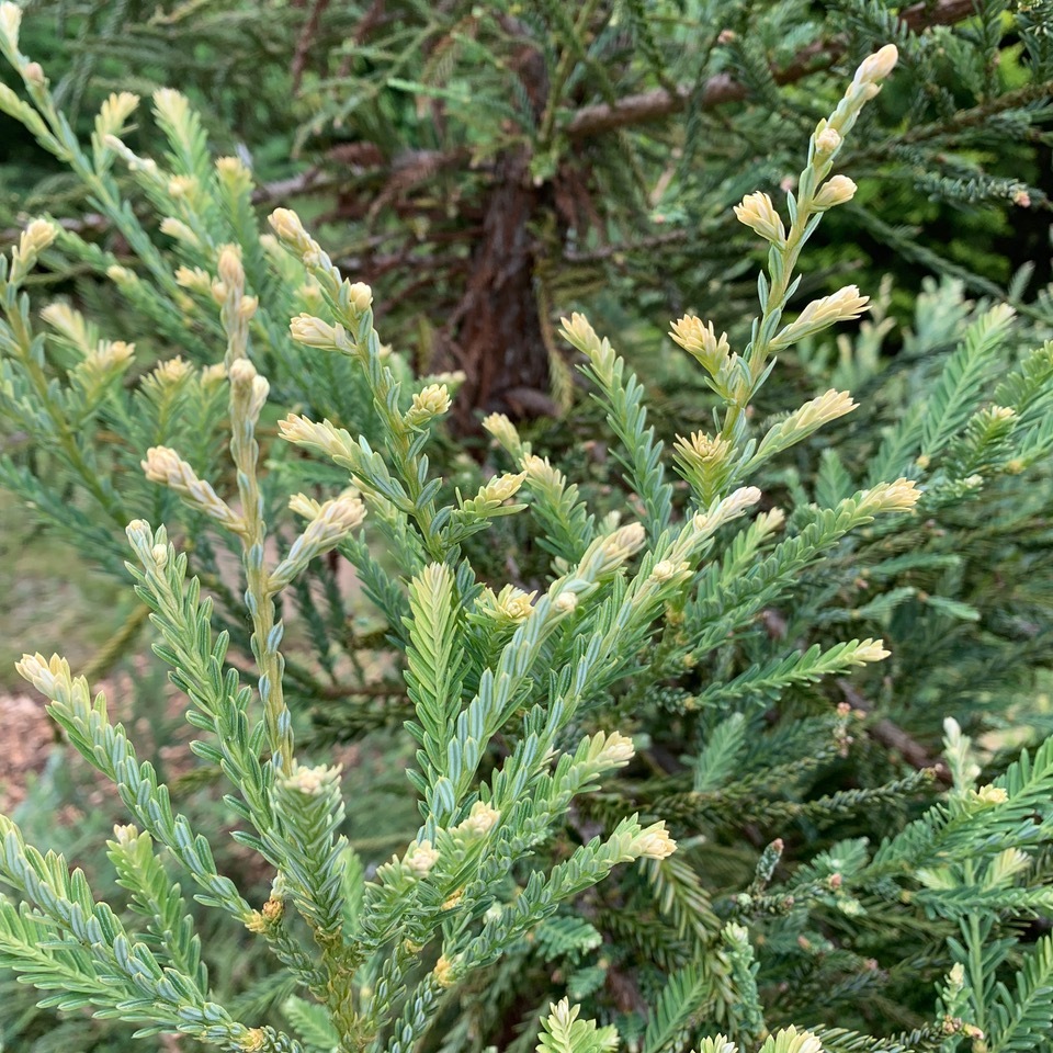 Sequoia sempervirens 