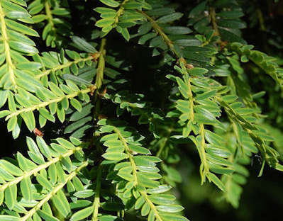 Taxus baccata 