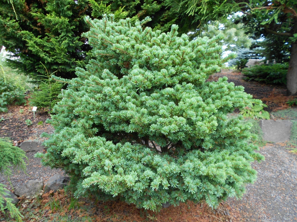 Pinus parviflora 
