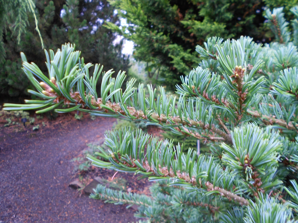Pinus parviflora 